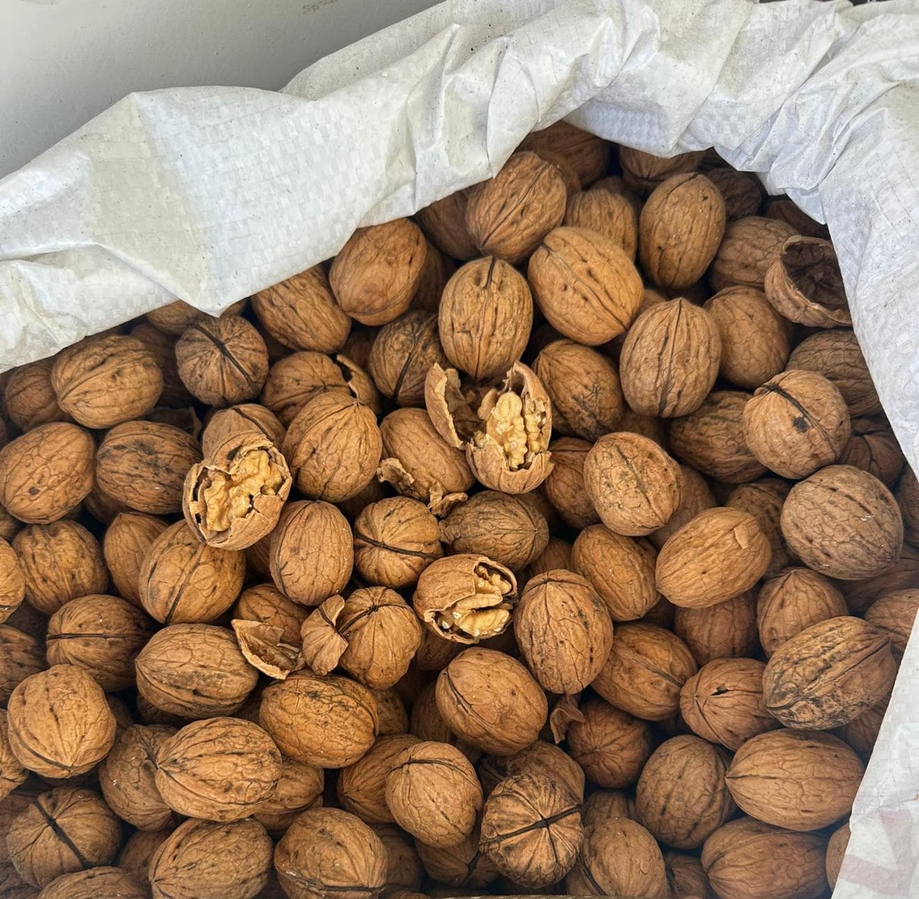 CHENDER KABUKLU CEVİZ